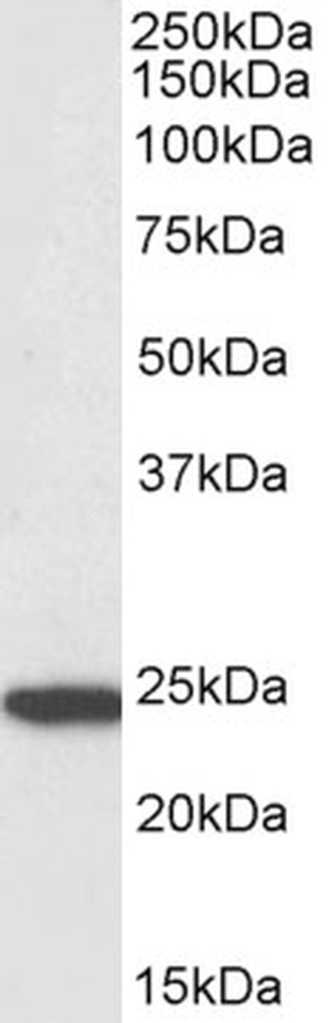 PYCARD Antibody in Western Blot (WB)