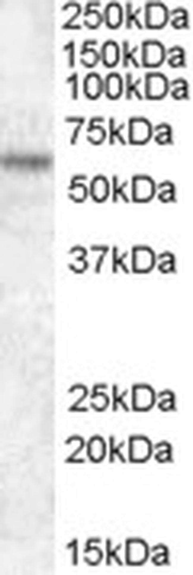 TFE3 Antibody in Western Blot (WB)