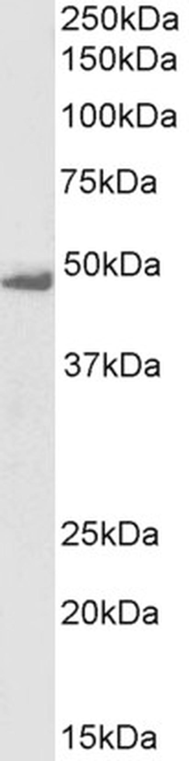 Flotillin 1 Antibody in Western Blot (WB)