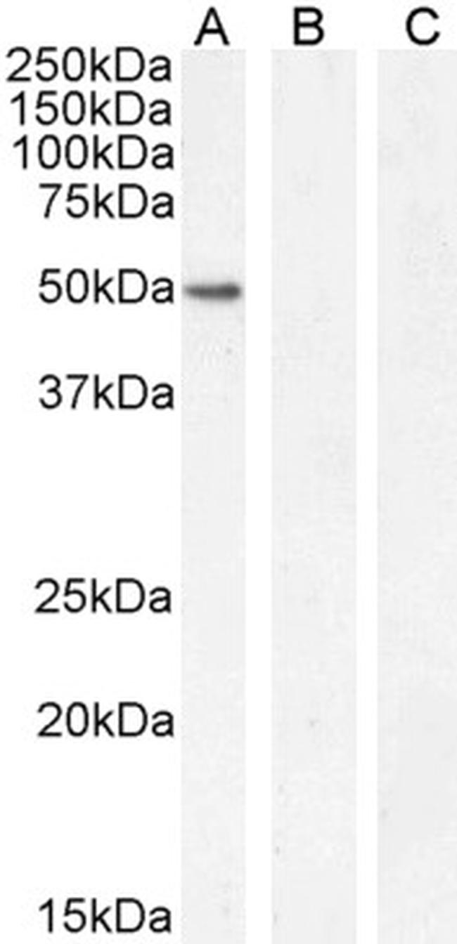 GATA1 Antibody in Western Blot (WB)