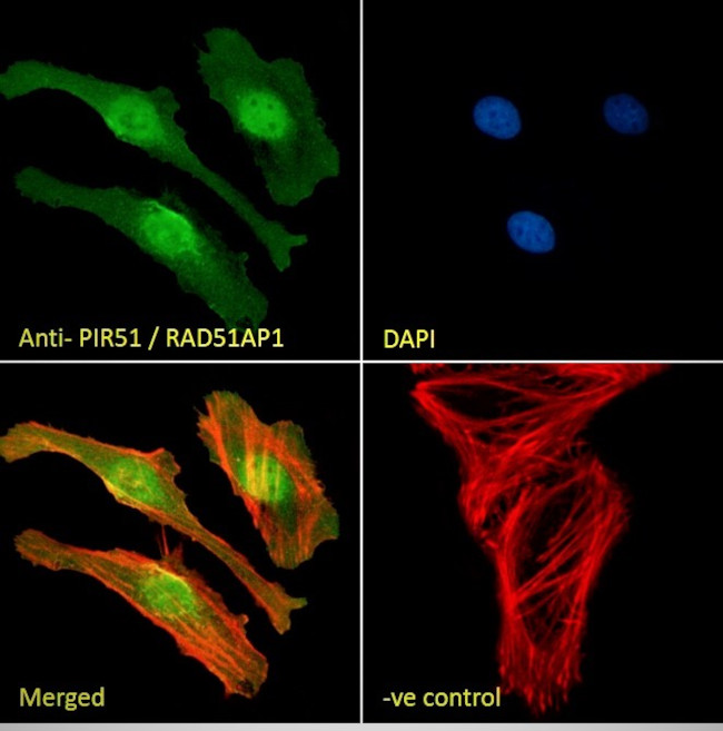 RAD51AP1 Antibody in Immunocytochemistry (ICC/IF)