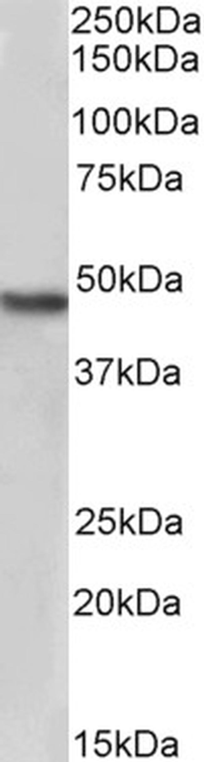 NDRG1 Antibody in Western Blot (WB)