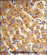 HYOU1 Antibody in Immunohistochemistry (Paraffin) (IHC (P))