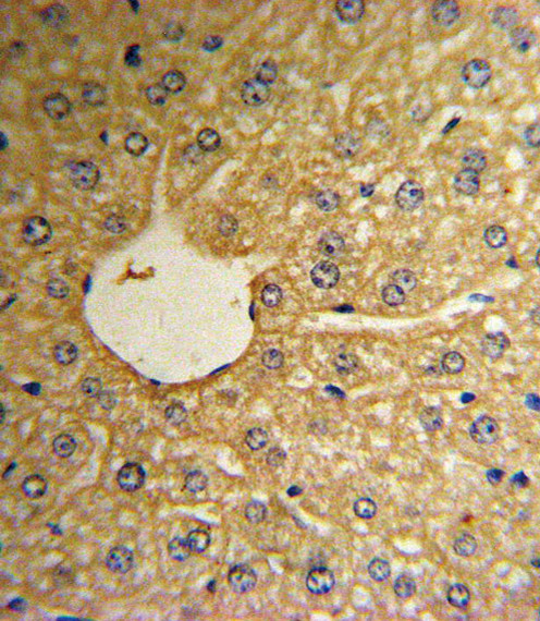 MSRA Antibody in Immunohistochemistry (Paraffin) (IHC (P))