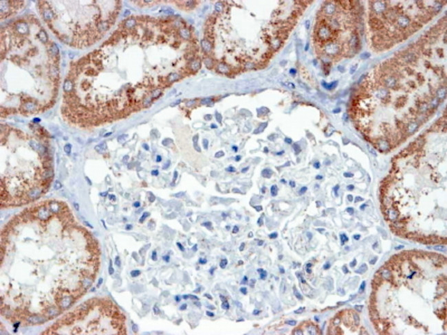 USP16 Antibody in Immunohistochemistry (Paraffin) (IHC (P))