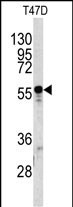 A1BG Antibody in Western Blot (WB)