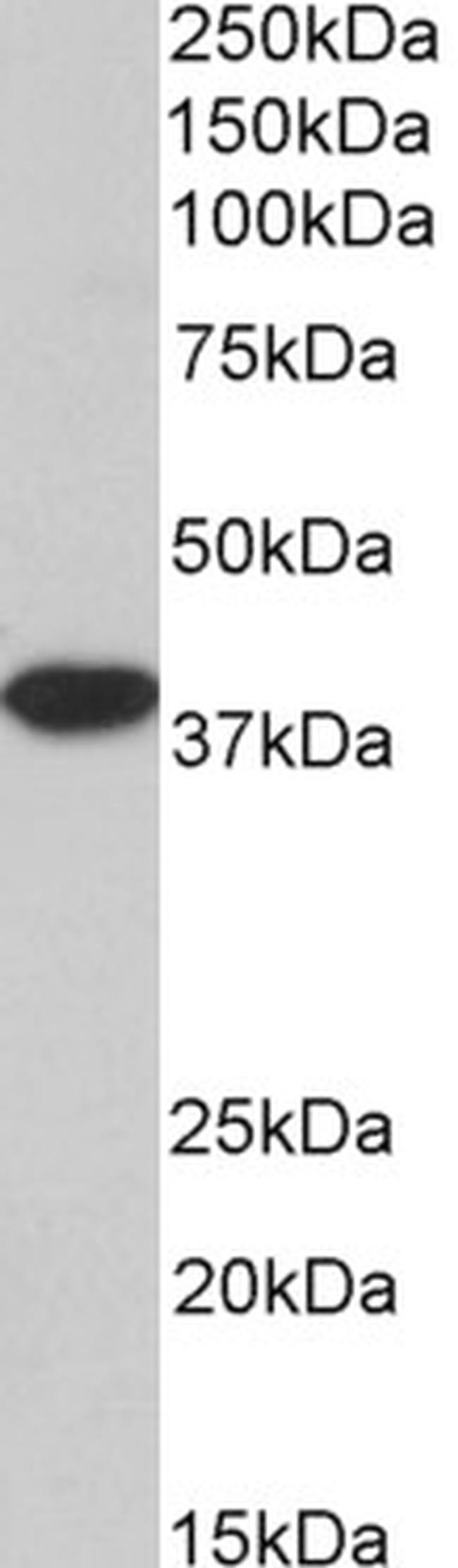 MRG15 Antibody in Western Blot (WB)