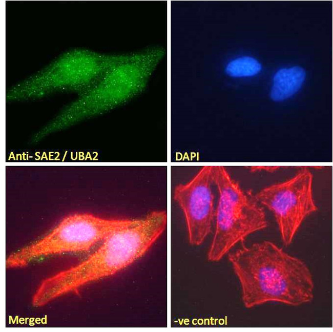 UBA2 Antibody in Immunocytochemistry (ICC/IF)