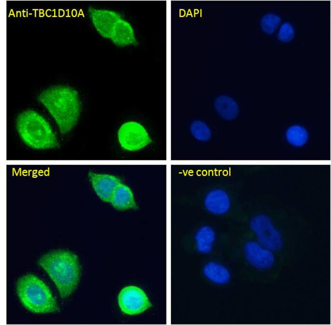 TBC1D10A Antibody in Immunocytochemistry (ICC/IF)