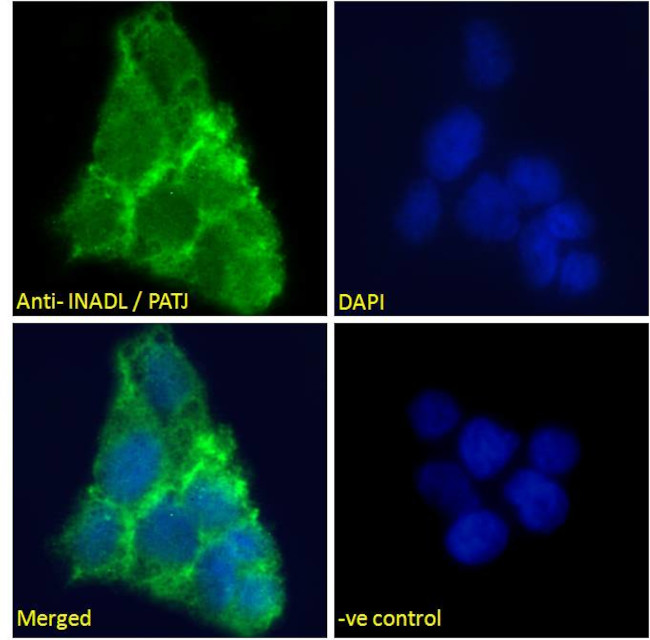 PATJ Antibody in Immunocytochemistry (ICC/IF)