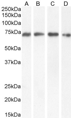 NUP62 Antibody in Western Blot (WB)