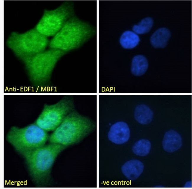 EDF1 Antibody in Immunocytochemistry (ICC/IF)