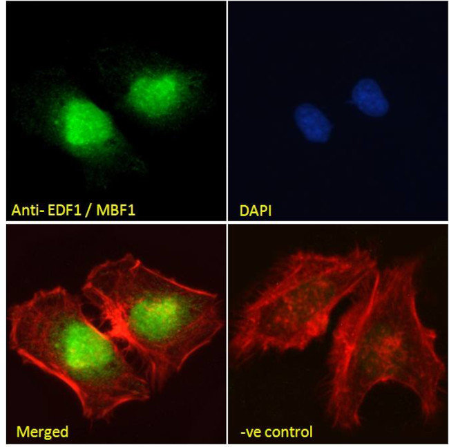 EDF1 Antibody in Immunocytochemistry (ICC/IF)