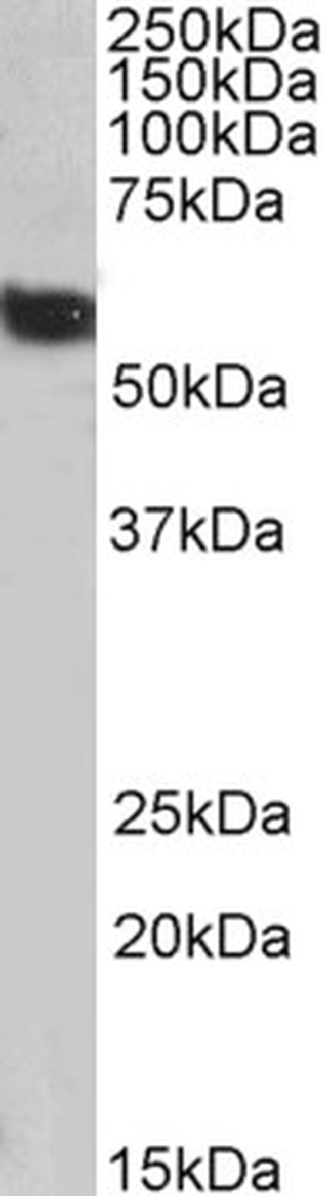 Golgi protein 58k Antibody in Western Blot (WB)