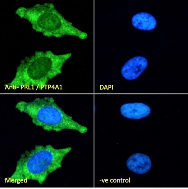 PRL1 Antibody in Immunocytochemistry (ICC/IF)