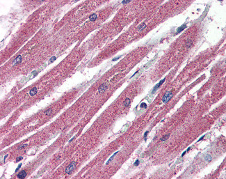 AMID Antibody in Immunohistochemistry (Paraffin) (IHC (P))