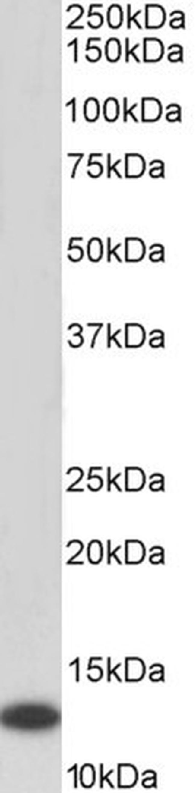 MIF Antibody in Western Blot (WB)