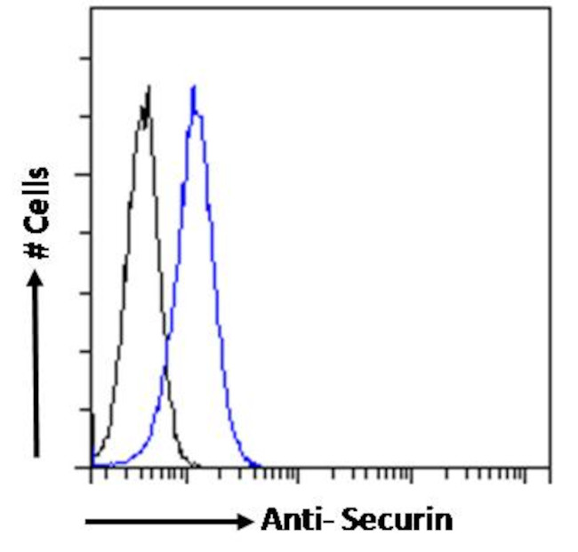 Securin Antibody in Flow Cytometry (Flow)