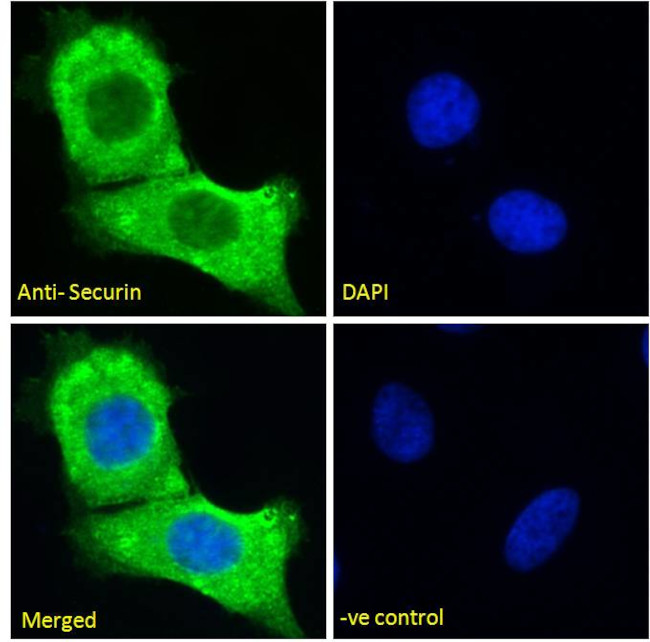 Securin Antibody in Immunocytochemistry (ICC/IF)