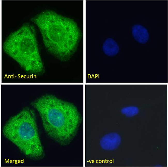 Securin Antibody in Immunocytochemistry (ICC/IF)