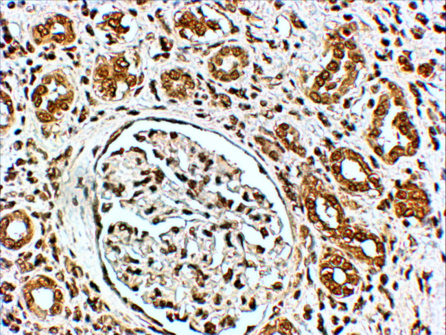 VPS41 Antibody in Immunohistochemistry (Paraffin) (IHC (P))