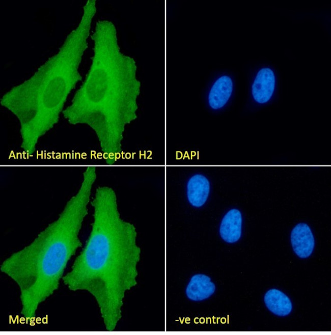 HRH2 Antibody in Immunocytochemistry (ICC/IF)