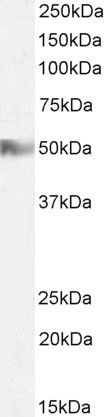 HRH2 Antibody in Western Blot (WB)