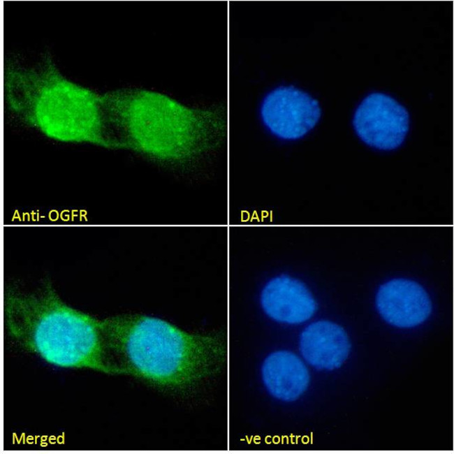 OGFR Antibody in Immunocytochemistry (ICC/IF)