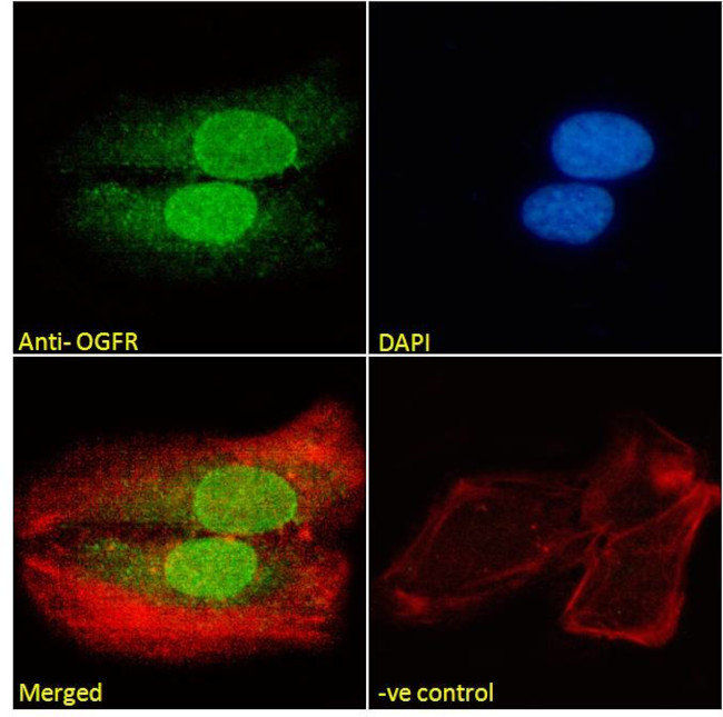 OGFR Antibody in Immunocytochemistry (ICC/IF)