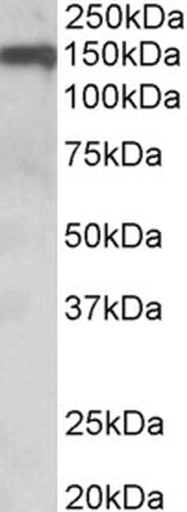 OMG Antibody in Western Blot (WB)