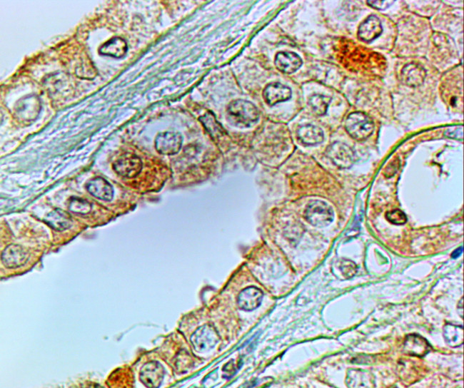 Prostaglandin E Receptor EP1 Antibody in Immunohistochemistry (Paraffin) (IHC (P))