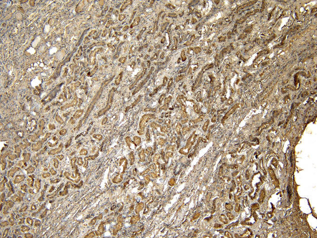 PRODH Antibody in Immunohistochemistry (Paraffin) (IHC (P))