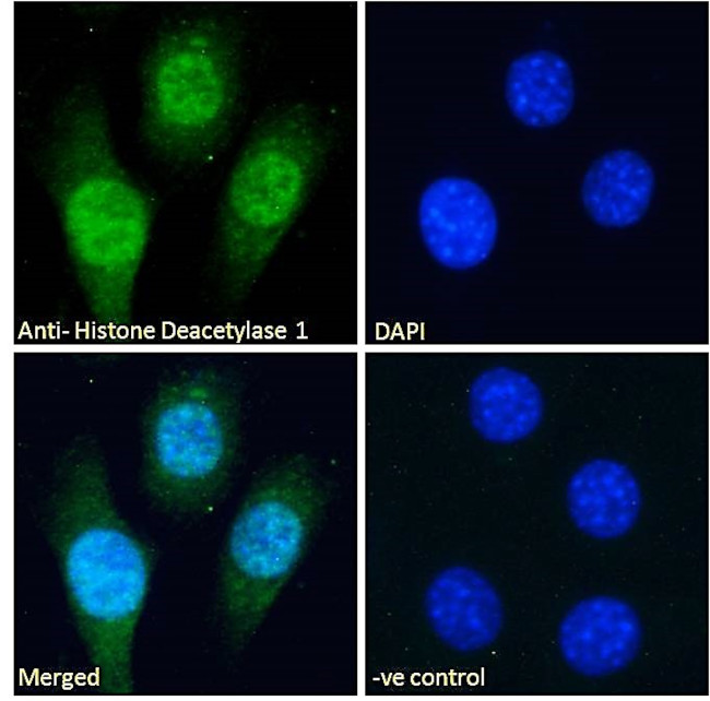 HDAC1 Antibody in Immunocytochemistry (ICC/IF)