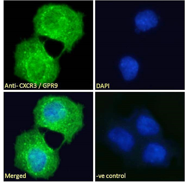 CXCR3 Antibody in Immunocytochemistry (ICC/IF)