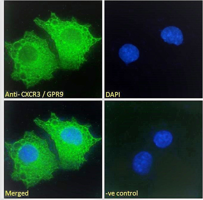 CXCR3 Antibody in Immunocytochemistry (ICC/IF)