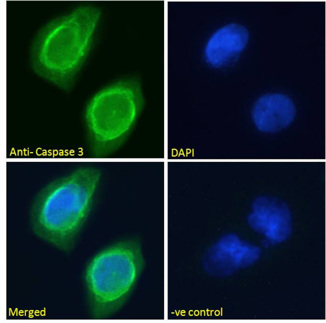 Caspase 3 Antibody in Immunocytochemistry (ICC/IF)