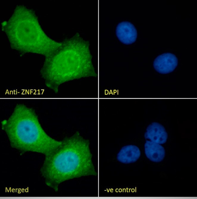 ZNF217 Antibody in Immunocytochemistry (ICC/IF)