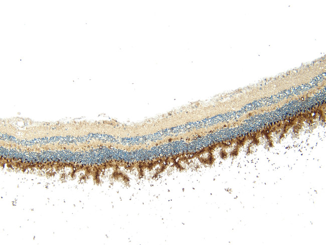 ARR3 Antibody in Immunohistochemistry (Paraffin) (IHC (P))