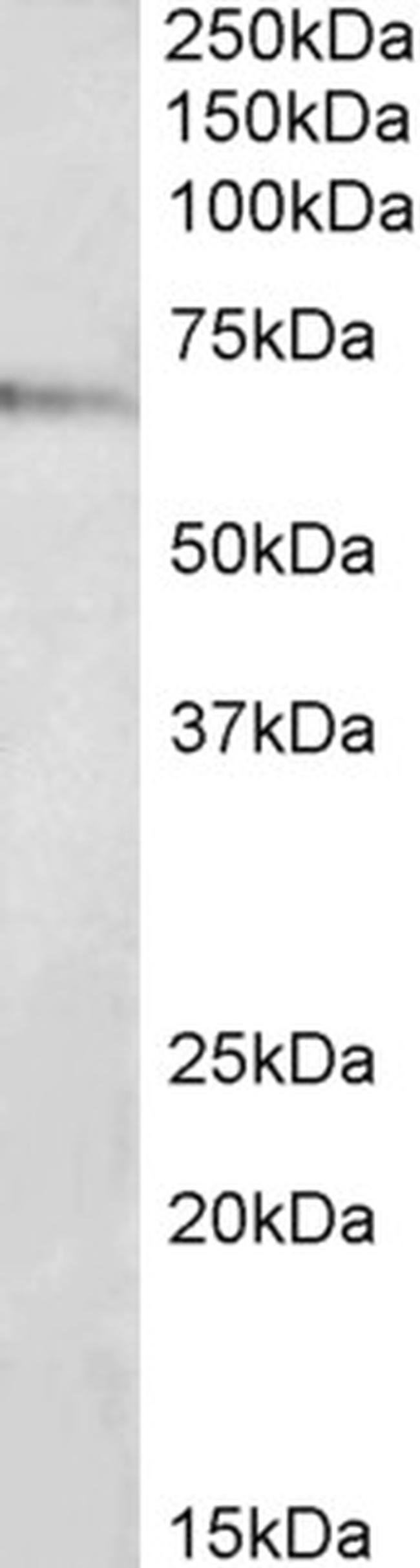 TRAF3IP2 Antibody in Western Blot (WB)