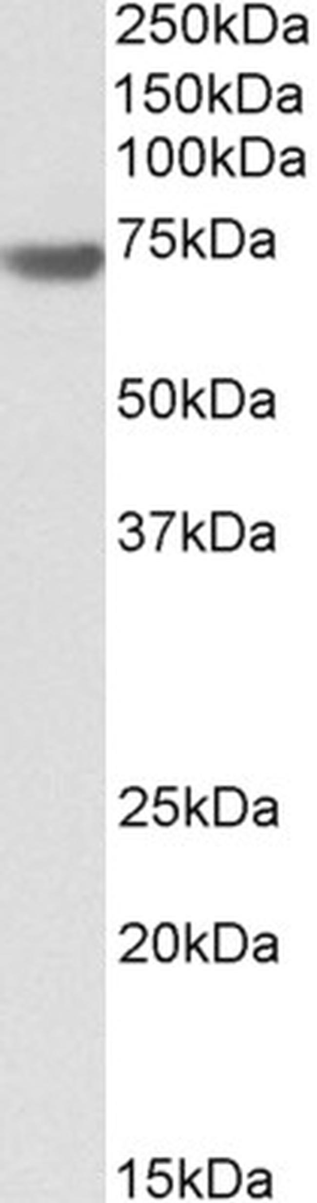 BAG3 Antibody in Western Blot (WB)