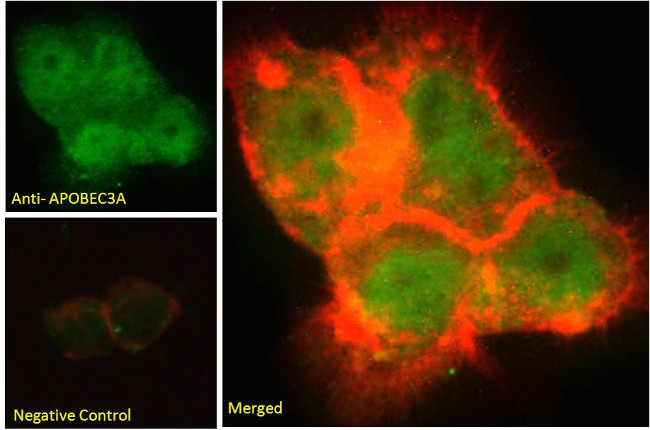 APOBEC3A Antibody in Immunocytochemistry (ICC/IF)