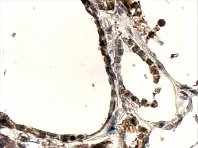 DUOX1 Antibody in Immunohistochemistry (Paraffin) (IHC (P))