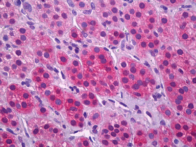 VGLUT1 Antibody in Immunohistochemistry (Paraffin) (IHC (P))