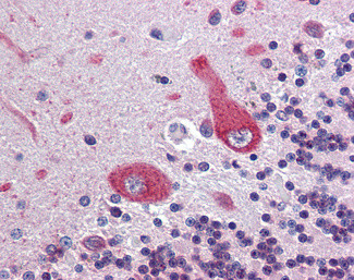 Ankyrin G Antibody in Immunohistochemistry (Paraffin) (IHC (P))