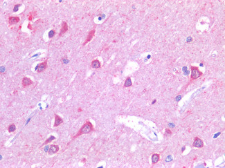 Ankyrin G Antibody in Immunohistochemistry (Paraffin) (IHC (P))