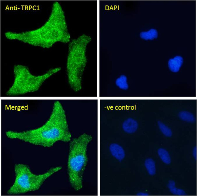 TRPC1 Antibody in Immunocytochemistry (ICC/IF)