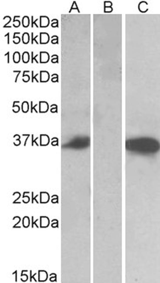 Mast Cell Chymase Antibody in Western Blot (WB)