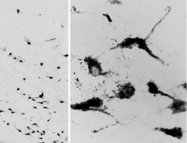 Oxytocin Antibody in Immunohistochemistry (PFA fixed) (IHC (PFA))