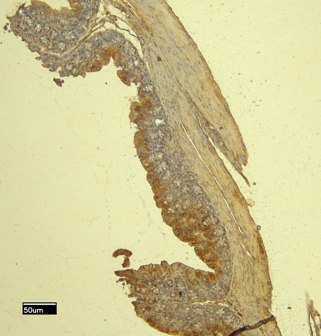 MCPT4 Antibody in Immunohistochemistry (Paraffin) (IHC (P))