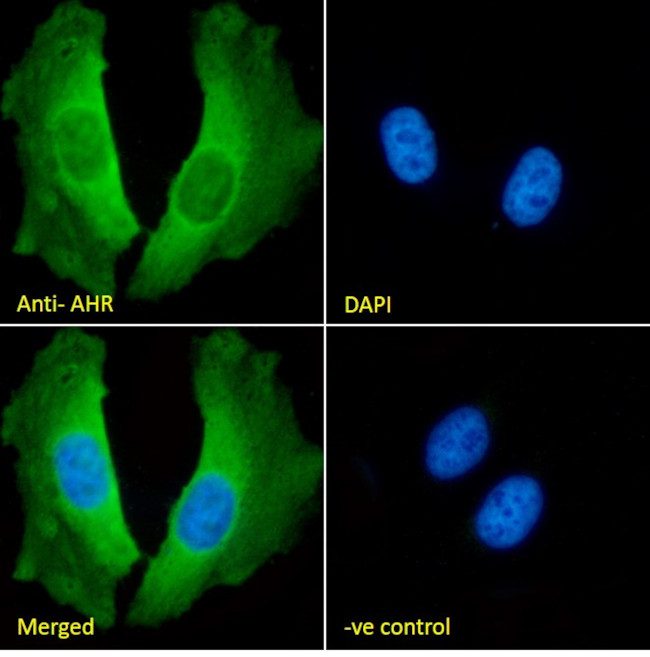 AHR Antibody in Immunocytochemistry (ICC/IF)